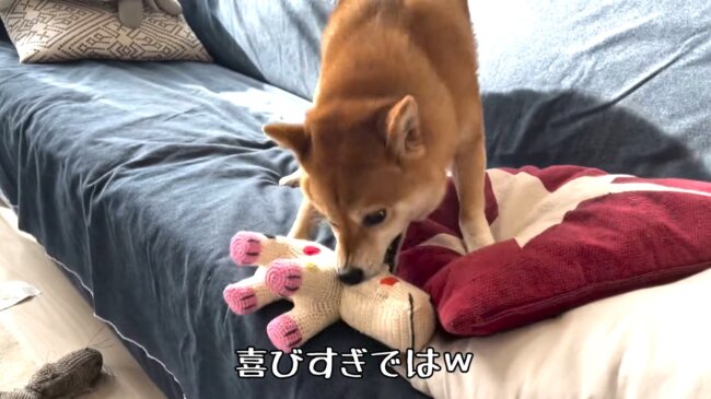 柴犬,YouTube