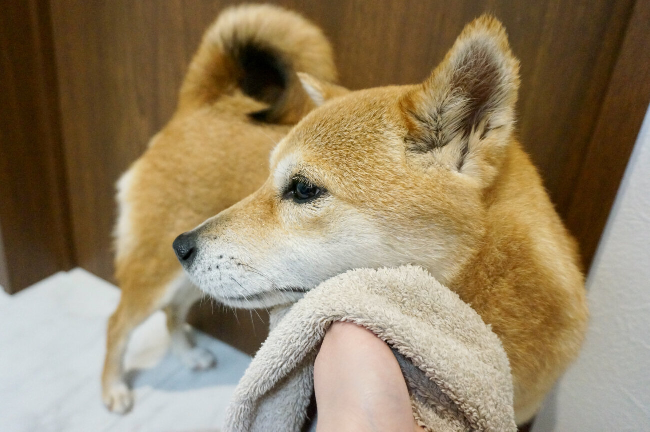 柴犬,シャワーヘッド,リファファインバブルS