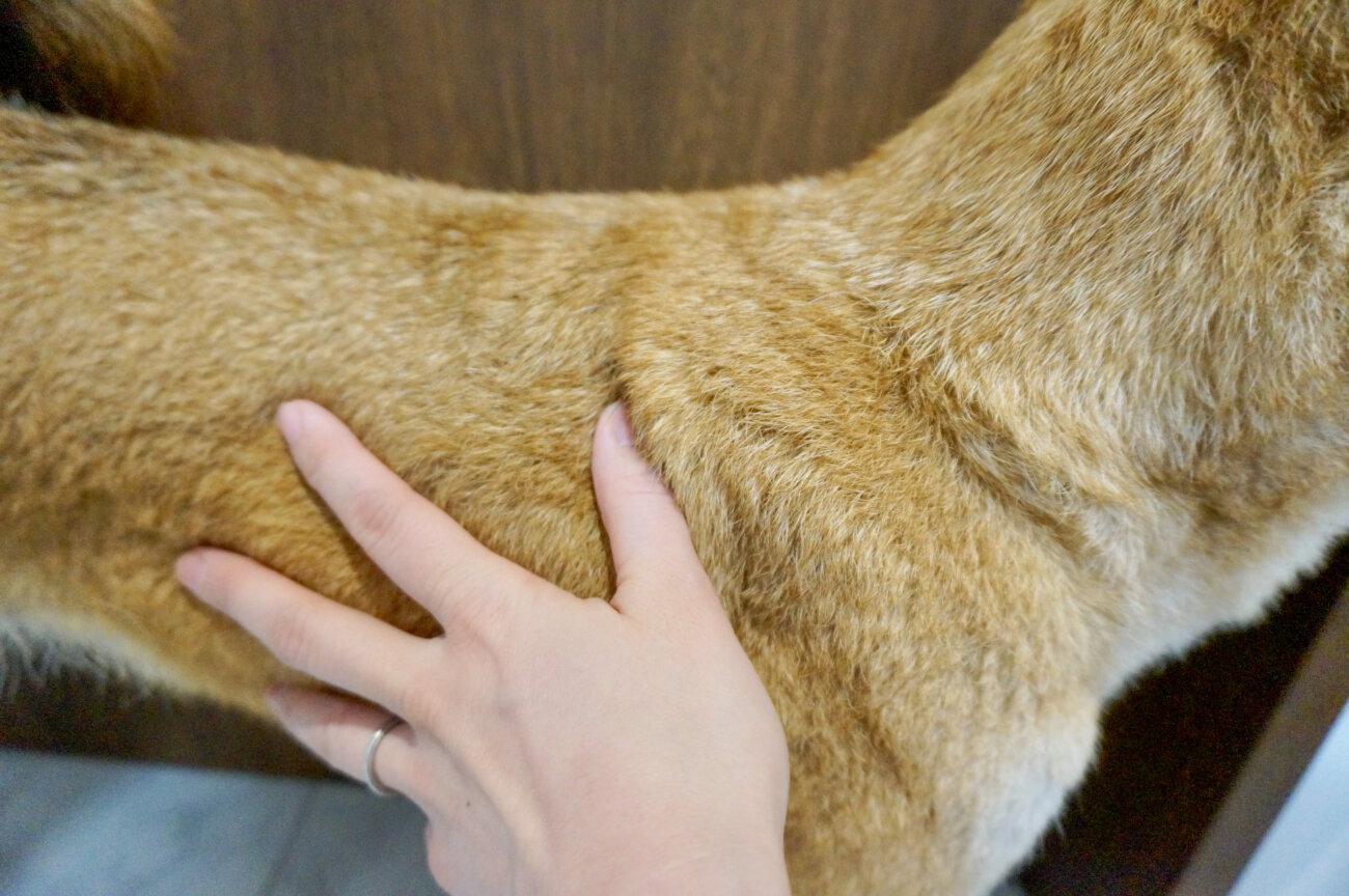 柴犬,シャワーヘッド,リファファインバブルS