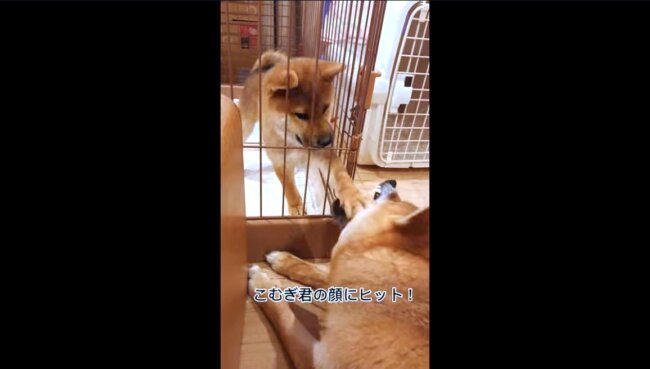 柴犬,YouTube