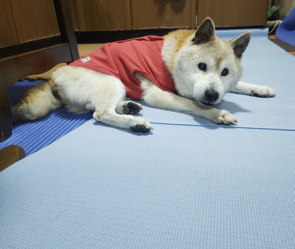 柴犬