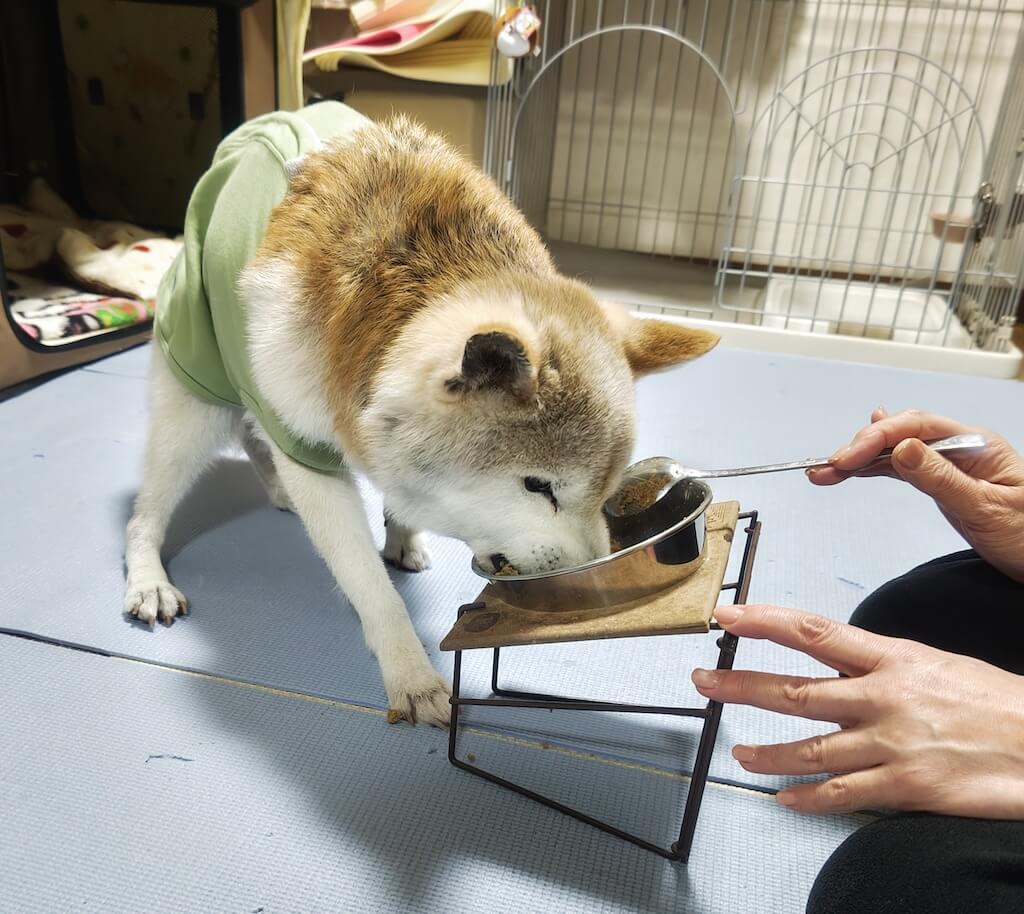ごはんを食べる柴犬