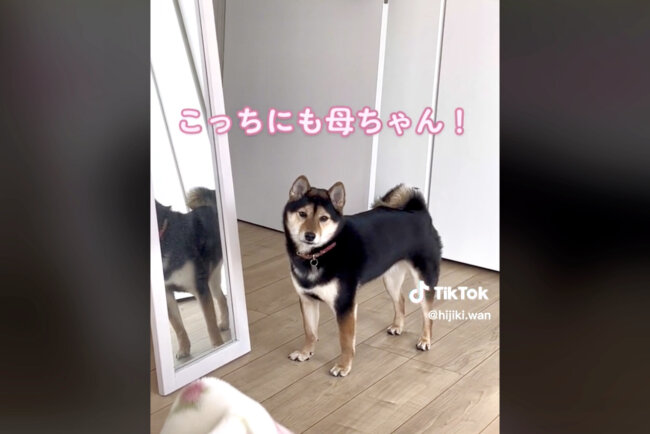 柴犬,動画