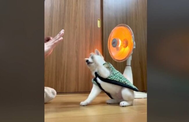 柴犬,動画
