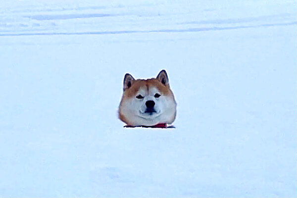 息継ぎのために浮上したアザラシ!?雪の壁越しにこちらを見る柴犬の姿が