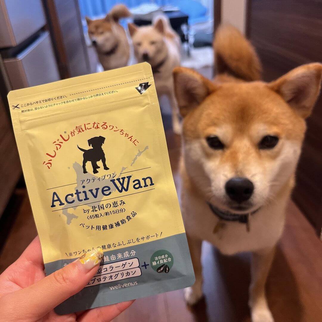 柴犬,アクティブワン