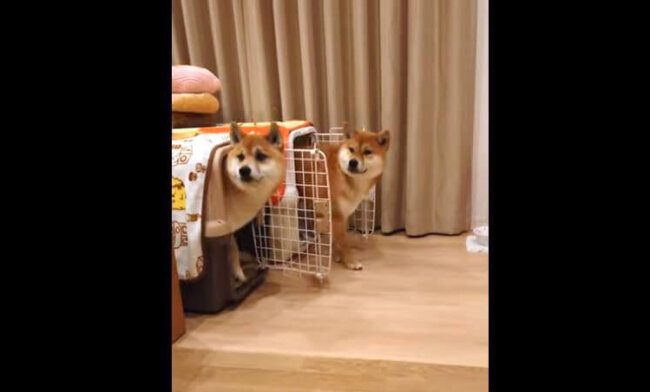 柴犬,YouTube