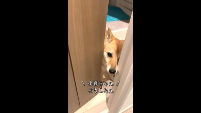 柴犬,YouTube