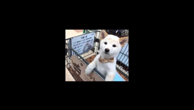 柴犬,YouTube