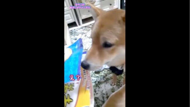 柴犬,YouTube