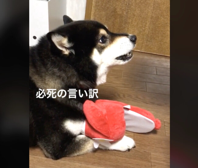 柴犬,動画
