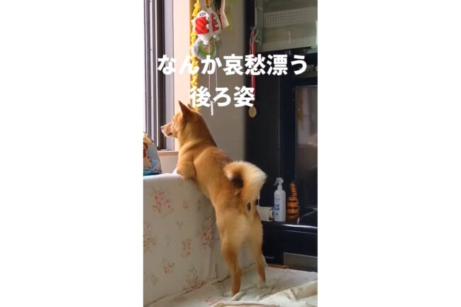 柴犬,YouTube