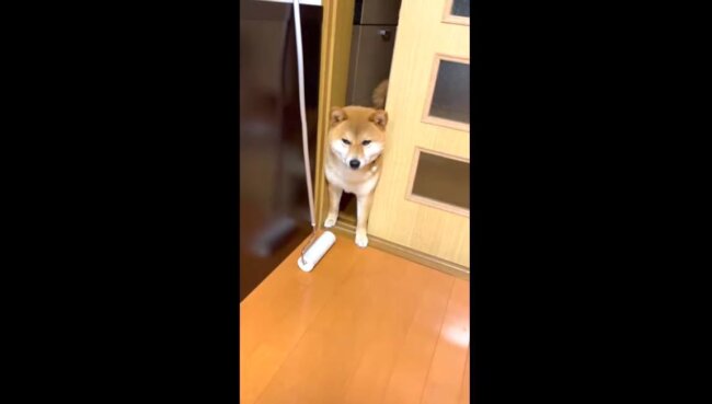 柴犬,YouTube