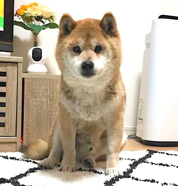 柴犬