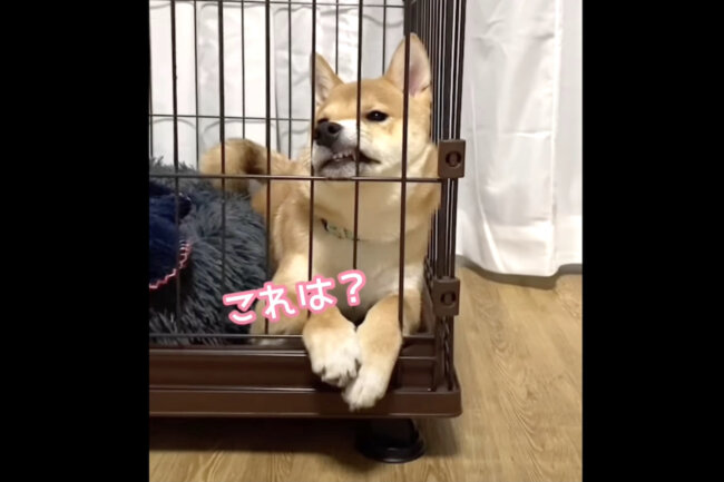 柴犬,YouTube