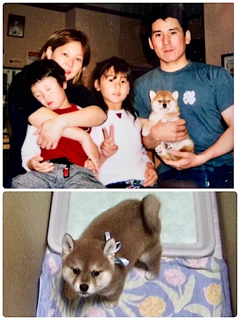 柴犬の子犬と家族