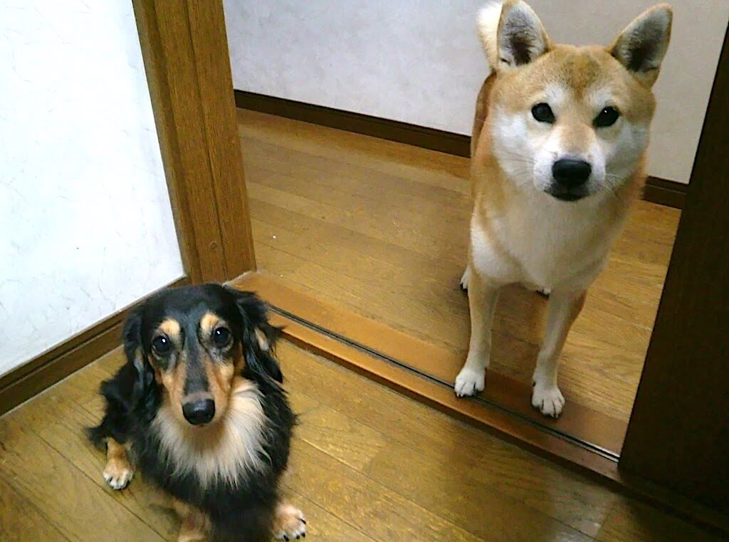 柴犬とダックス