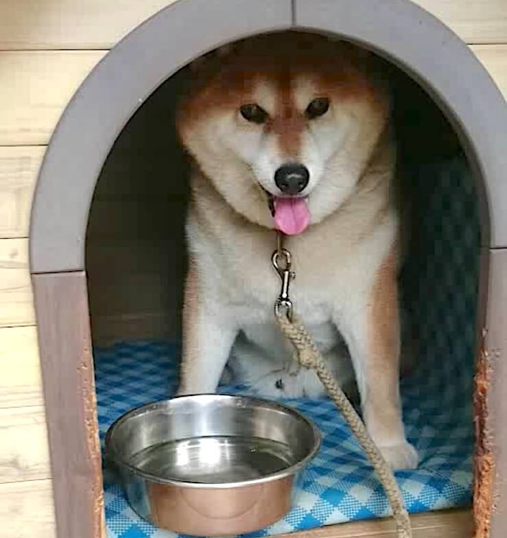 柴犬