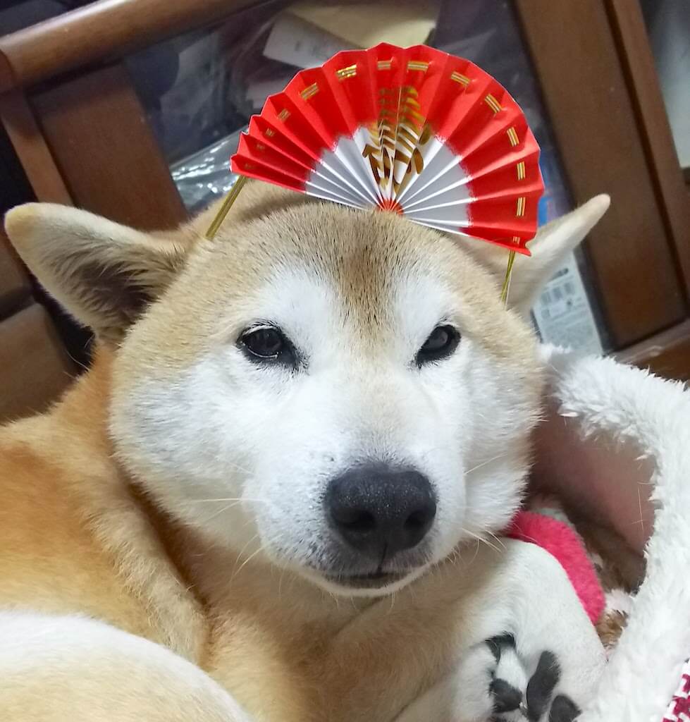 柴犬