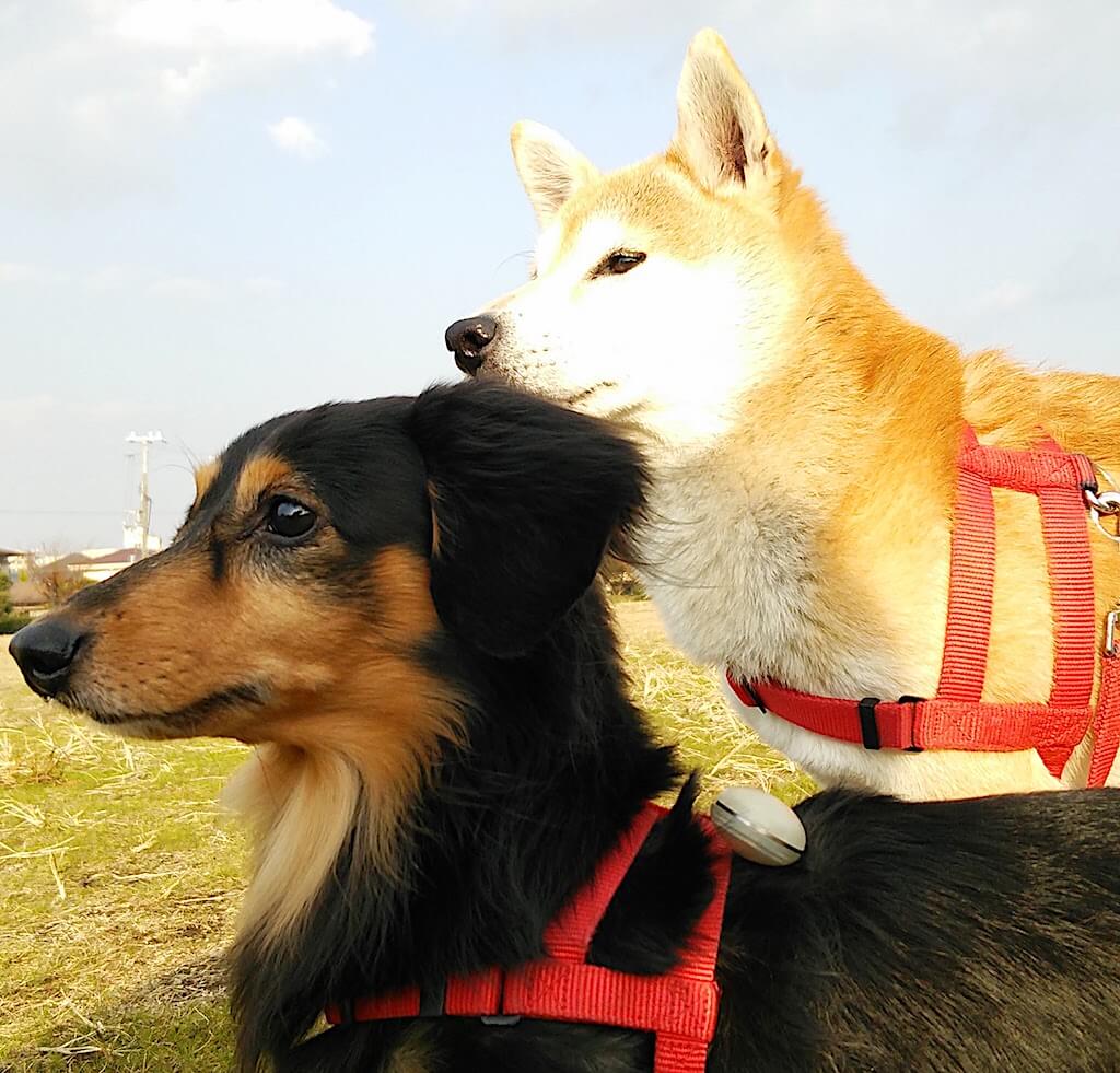 柴犬とダックス
