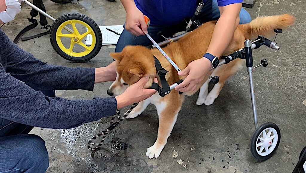 車椅子に乗る柴犬