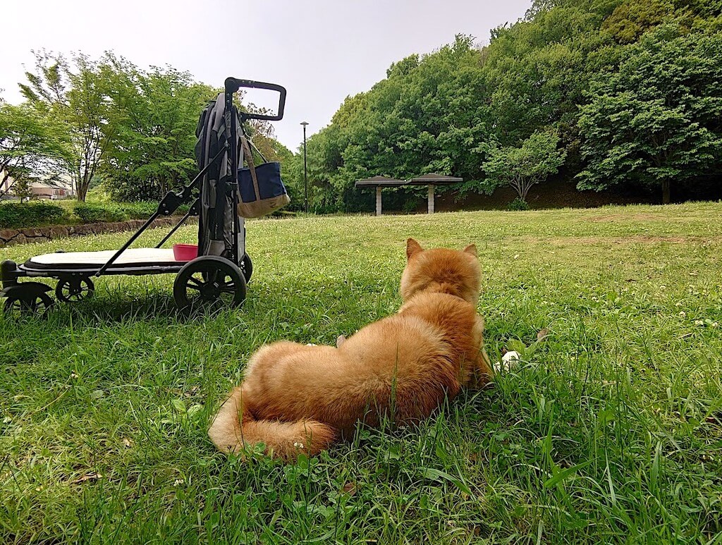 柴犬とカート