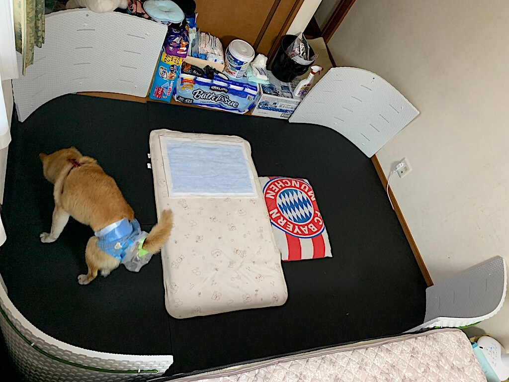 柴犬の介護部屋
