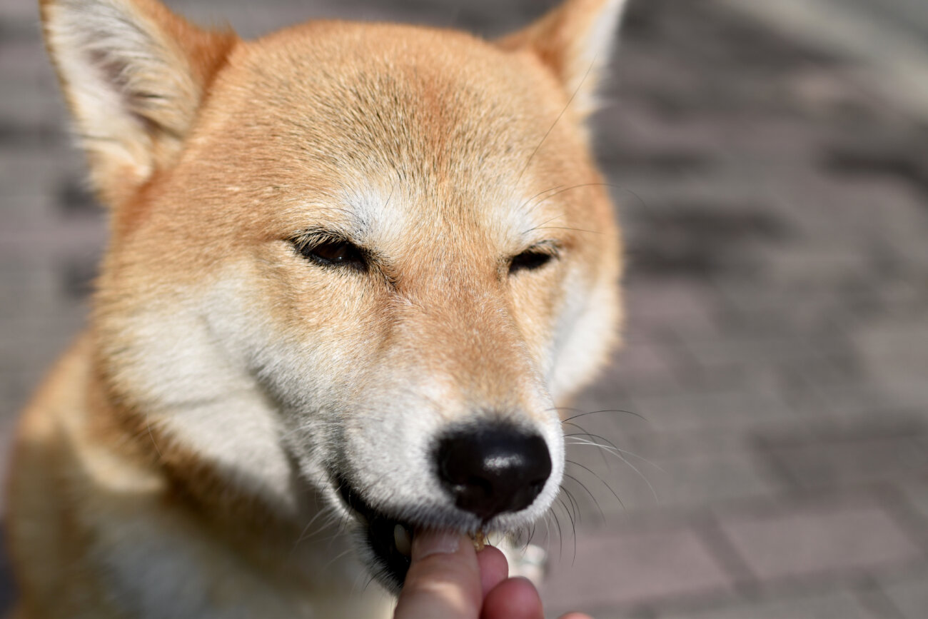 柴犬,アクティブワン