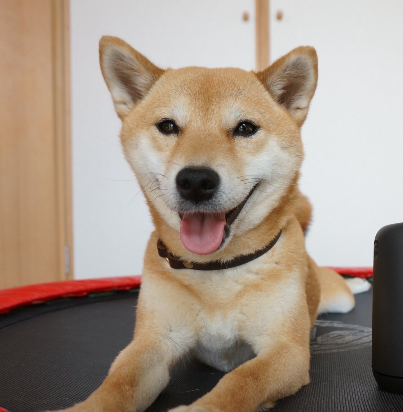 柴犬,シャワーヘッド,リファファインバブルS