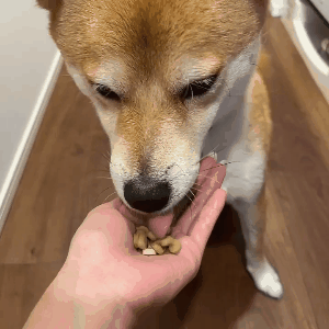 柴犬,アクティブワン