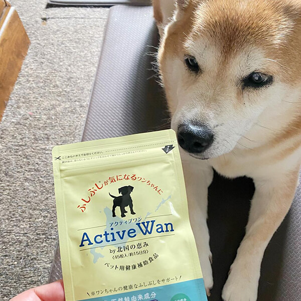 柴犬,アクティブワン