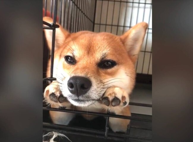 柴犬,動画