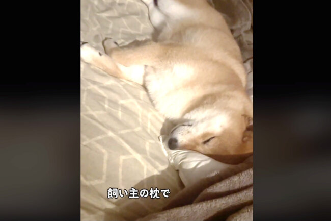 柴犬,動画