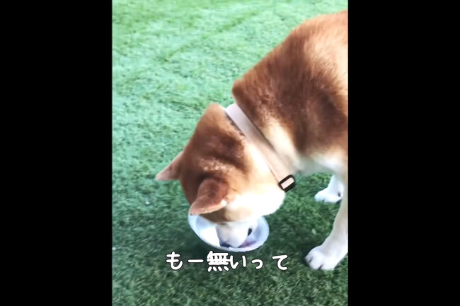 柴犬,YouTube