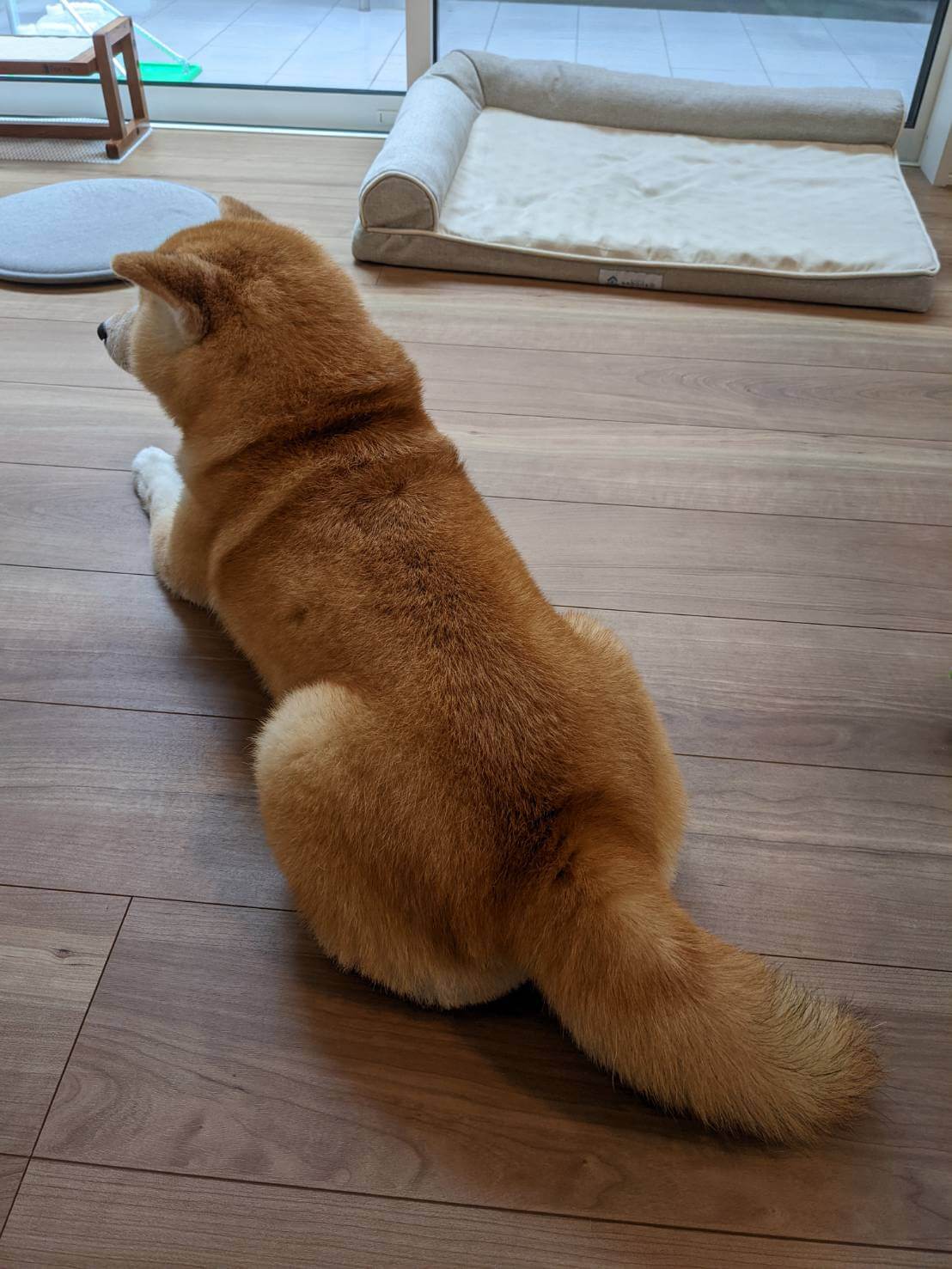 柴犬ライフ、アキナ山名