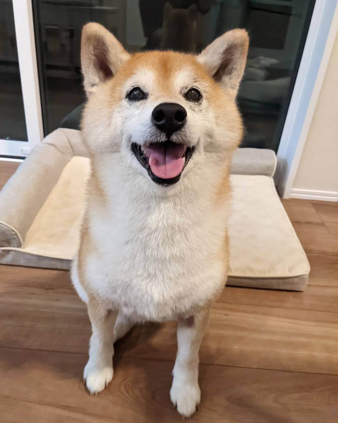 柴犬ライフ、アキナ山名