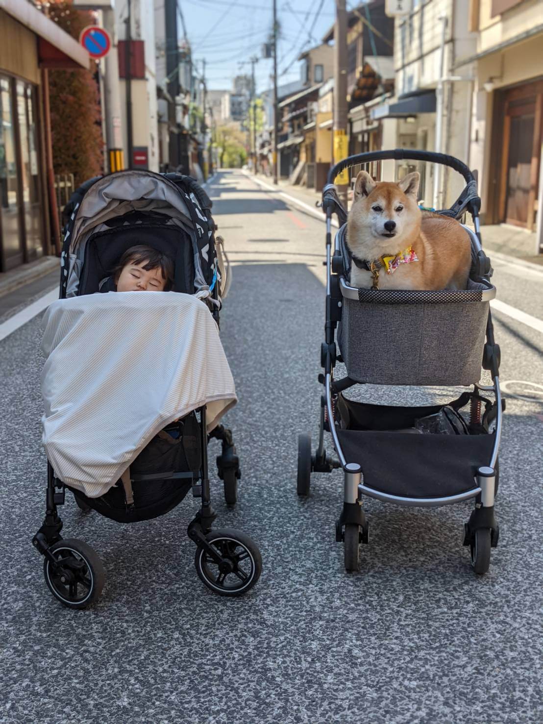 柴犬ライフ、アキナ山名