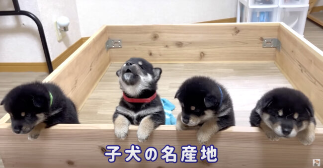 柴犬,YouTube