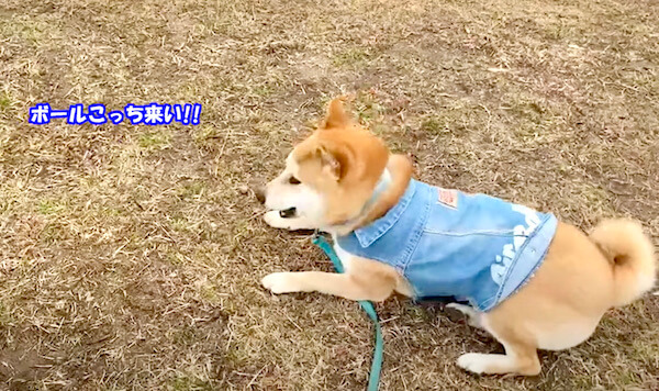 柴犬,YouTube
