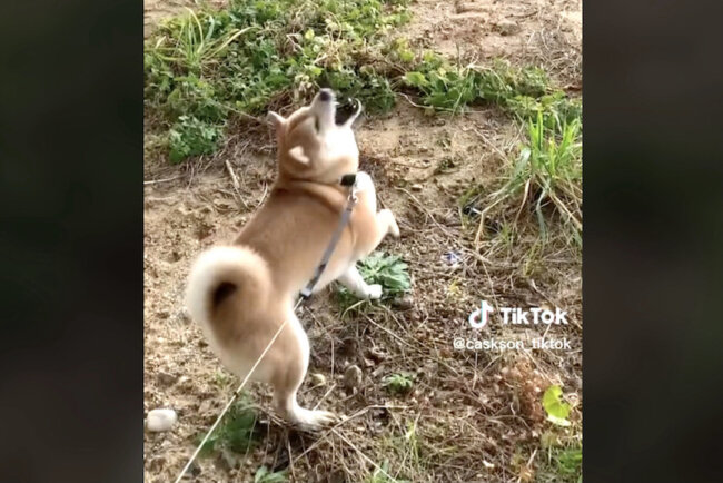 柴犬,動画