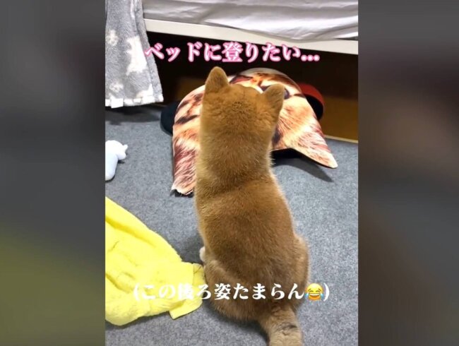 柴犬,動画