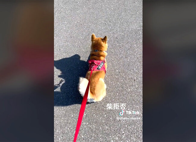 柴犬,動画