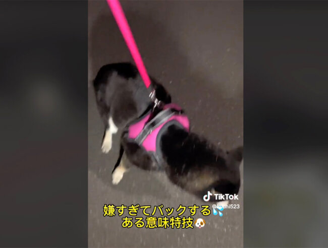 柴犬,動画