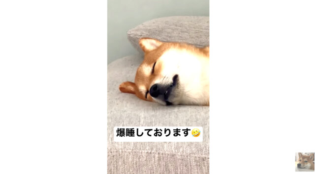 柴犬,YouTube