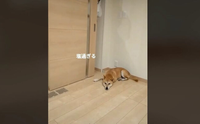 柴犬,動画