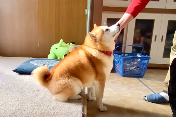 おしりギュッおててピーン】もっとなでてほしくて変な座り方になった