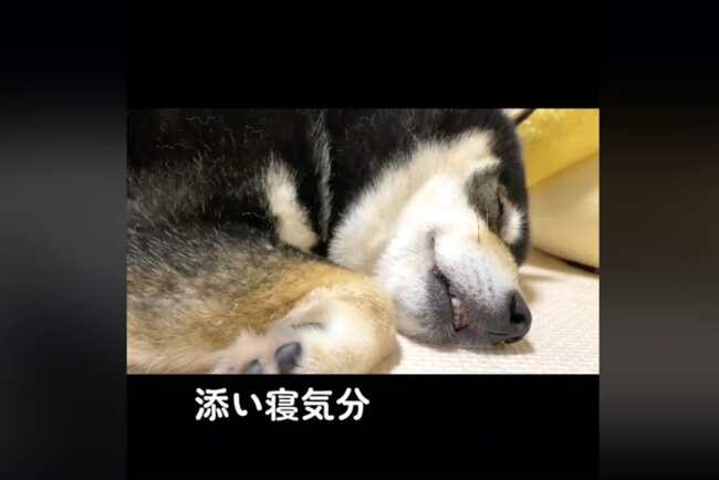 柴犬,動画