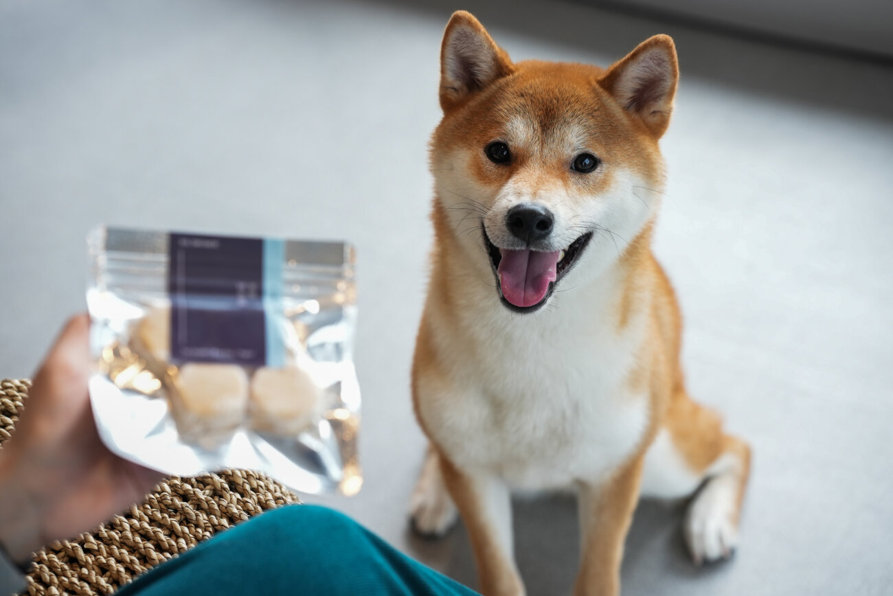 柴犬,発酵食品,FERMES,フェルメス