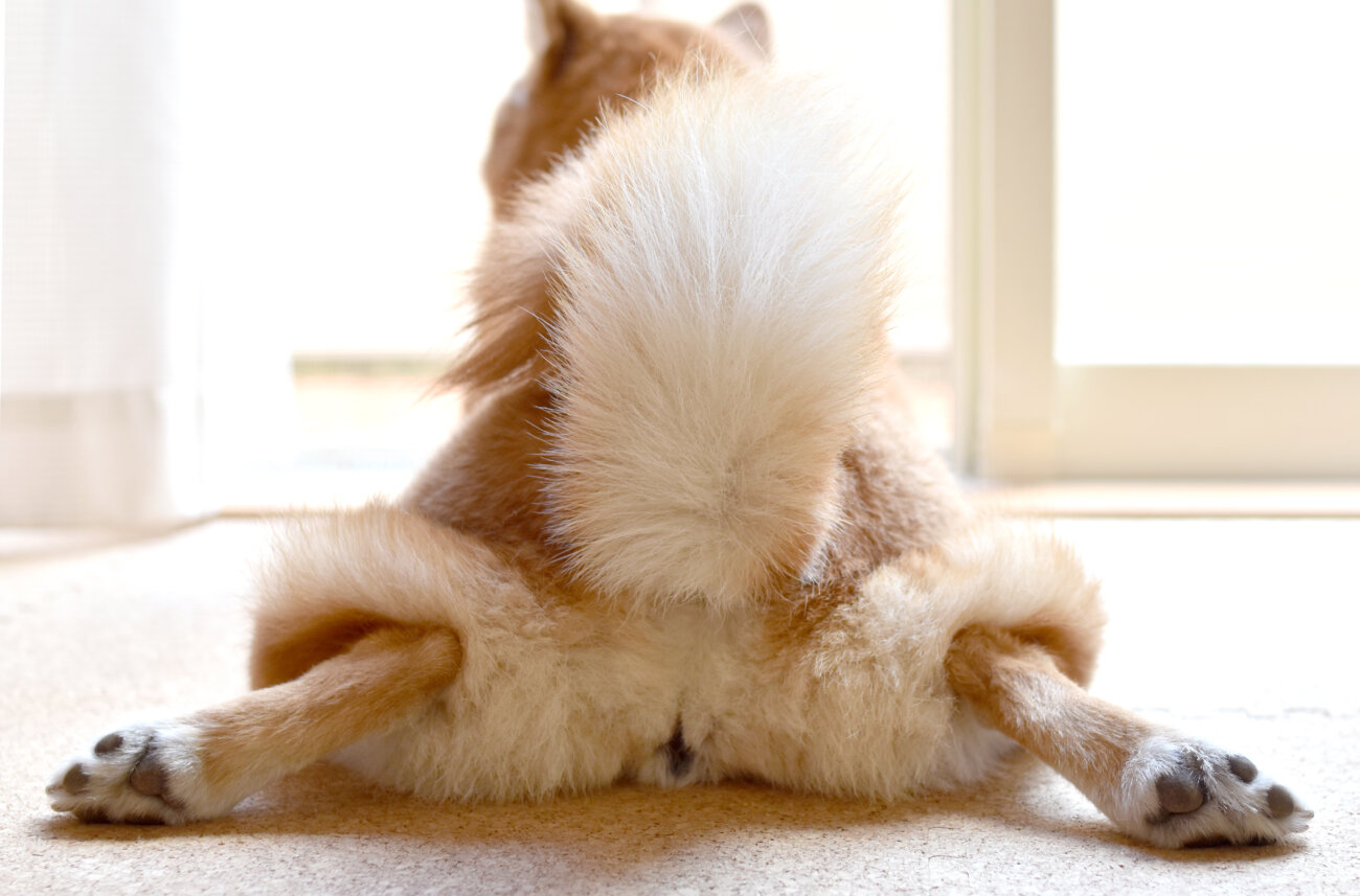 柴犬,発酵食品,FERMES,フェルメス