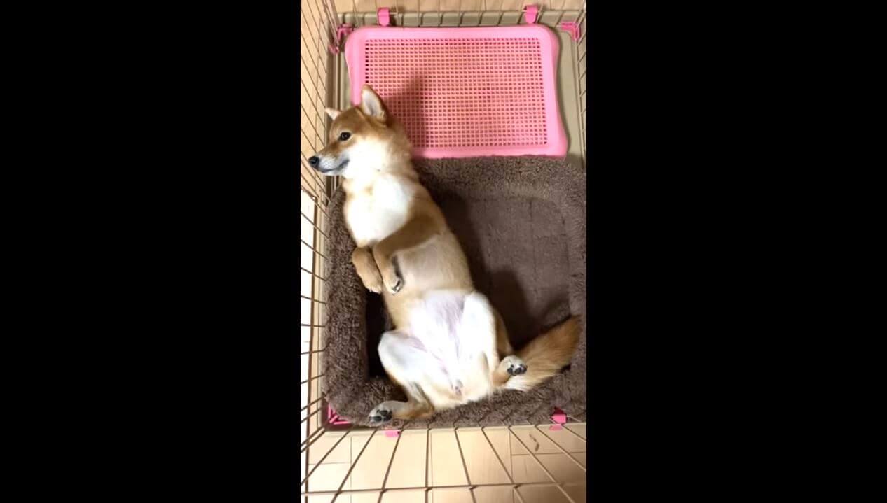 柴犬,YouTube